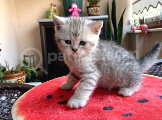 Erkek Ve Dişi Scottish Fold Ve British Shorthair görsel