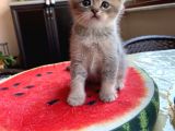 Erkek Ve Dişi Scottish Fold Ve British Shorthair