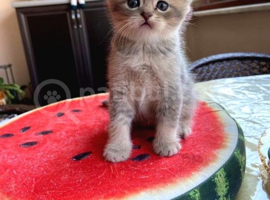 Erkek Ve Dişi Scottish Fold Ve British Shorthair görsel