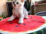 Erkek Ve Dişi Scottish Fold Ve British Shorthair