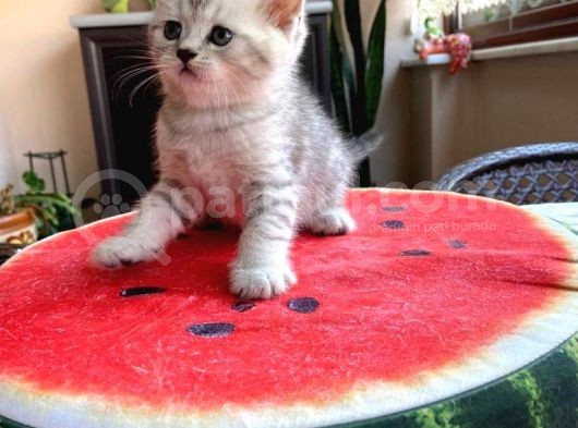 Erkek Ve Dişi Scottish Fold Ve British Shorthair görsel