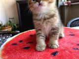 Erkek Ve Dişi Scottish Fold Ve British Shorthair