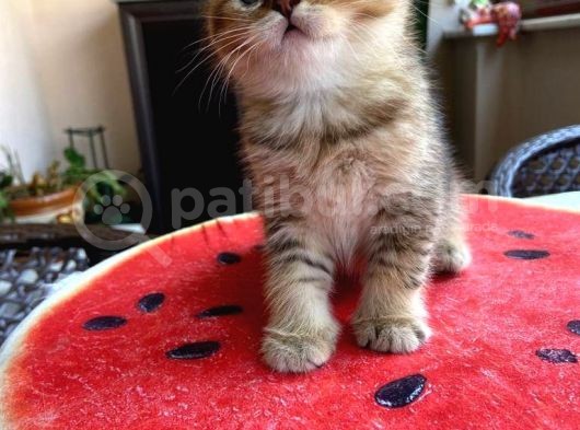 Erkek Ve Dişi Scottish Fold Ve British Shorthair görsel