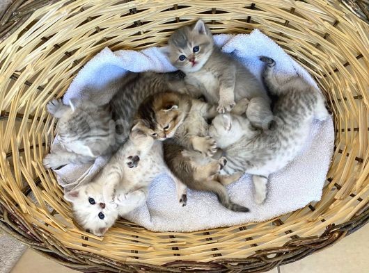 Erkek Ve Dişi Scottish Fold Ve British Shorthair görsel