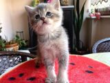 Erkek Ve Dişi Scottish Fold Ve British Shorthair