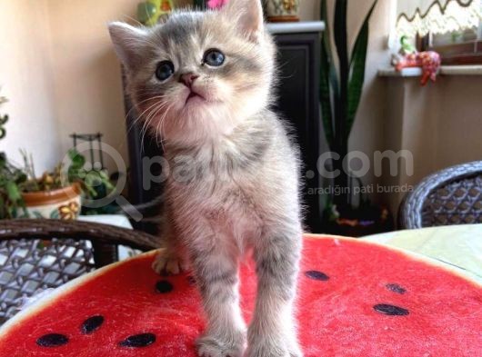 Erkek Ve Dişi Scottish Fold Ve British Shorthair görsel