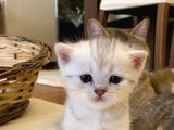 Erkek Ve Dişi Scottish Fold Ve British Shorthair