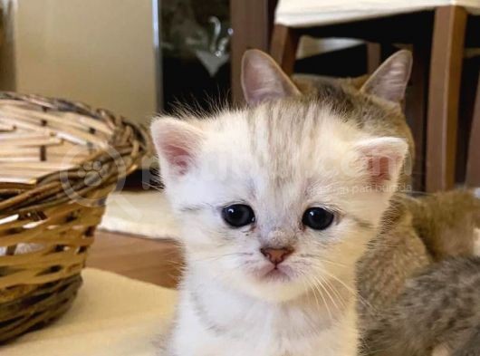 Erkek Ve Dişi Scottish Fold Ve British Shorthair görsel