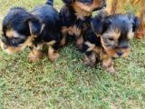 Minicik Dünya Tatlısı Yorkshire Terrier