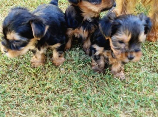 Minicik Dünya Tatlısı Yorkshire Terrier görsel