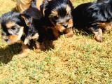 Minicik Dünya Tatlısı Yorkshire Terrier