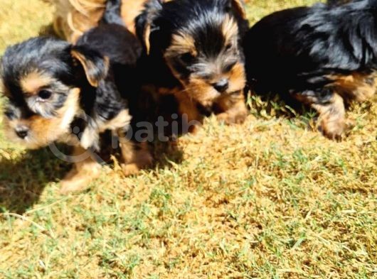 Minicik Dünya Tatlısı Yorkshire Terrier