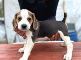 Orjinal Beagle Yavrular
