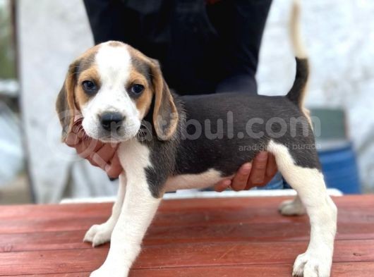 Orjinal Beagle Yavrular görsel