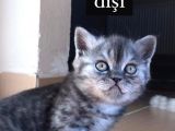 Mi̇ni̇k Safkan British Shorthair Yavrumuzu Sahi̇plendi̇ri̇yoruz
