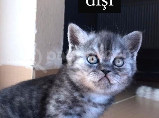 Mi̇ni̇k Safkan British Shorthair Yavrumuzu Sahi̇plendi̇ri̇yoruz