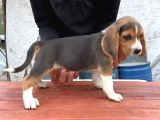 Orjinal Beagle Yavrular