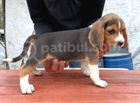 Orjinal Beagle Yavrular görsel