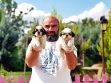 Shi̇h Tzu Yavru