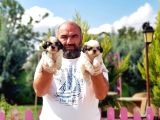 Shi̇h Tzu Yavru