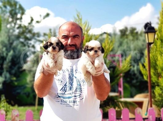 Shi̇h Tzu Yavru görsel