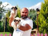 Shi̇h Tzu Yavru