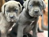 A Kalite Cane Corsa Bleu Yavrular