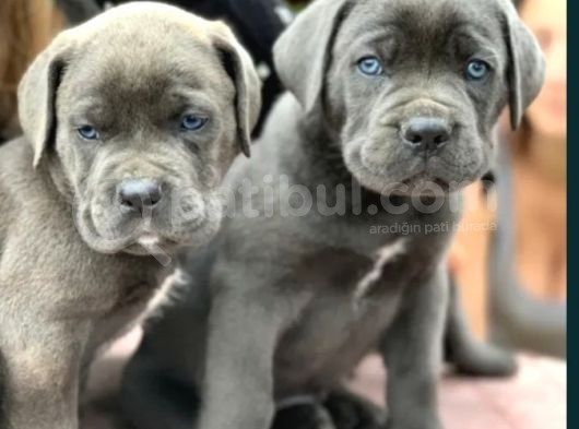 A Kalite Cane Corsa Bleu Yavrular görsel