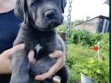 A Kalite Cane Corsa Bleu Yavrular
