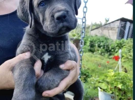 A Kalite Cane Corsa Bleu Yavrular
