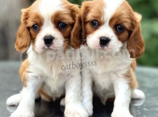 Baby Face King Charles Cavalier Erkek Yavrularımız görsel