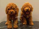 Baby Face Red Brown Toy Poodle Erkek Yavrularımız