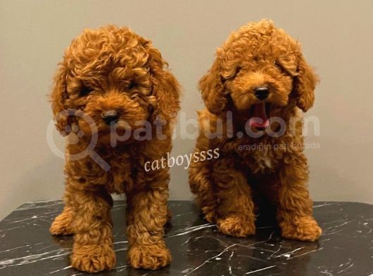 Baby Face Red Brown Toy Poodle Erkek Yavrularımız görsel
