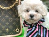 Xxs Tüy Dökmez Koku Yapmaz  Maltipoo