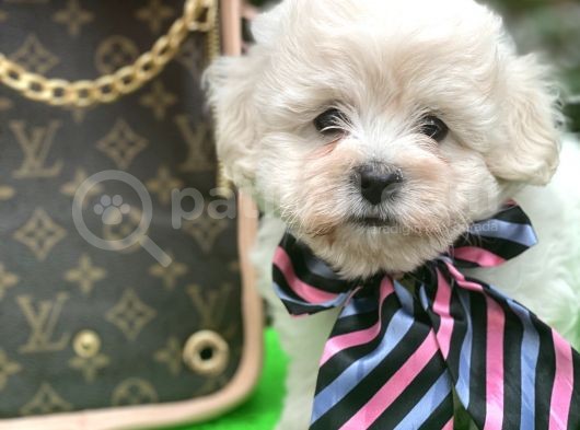 Xxs Tüy Dökmez Koku Yapmaz  Maltipoo görsel