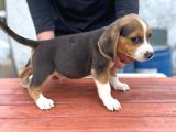 Orjinal Beagle Yavrular