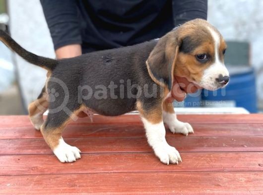 Orjinal Beagle Yavrular
