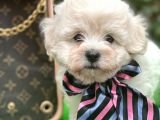 Xxs Tüy Dökmez Koku Yapmaz  Maltipoo