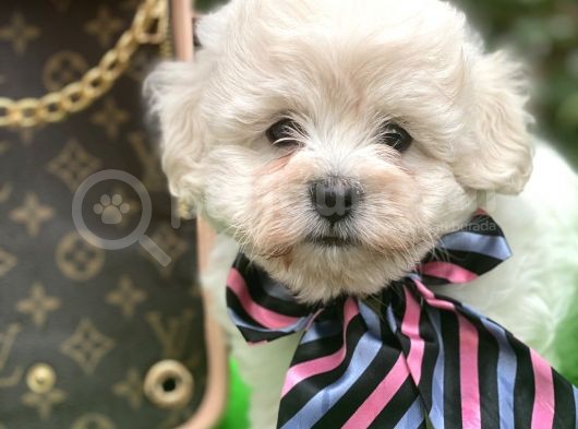 Xxs Tüy Dökmez Koku Yapmaz  Maltipoo görsel
