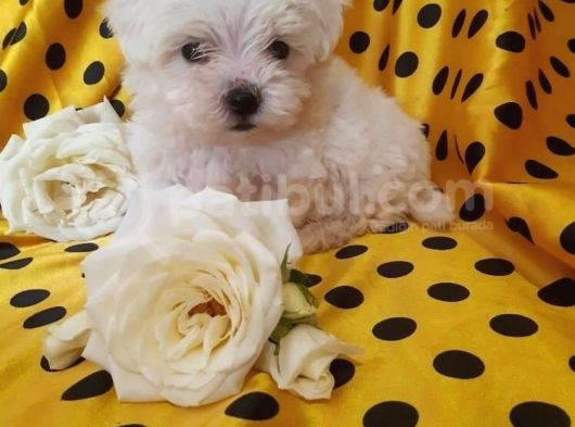 Güzel Maltese Terri̇er Yavruları
