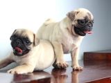 Pug Yavruları