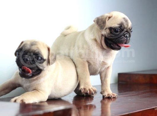 Pug Yavruları