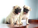 Pug Yavruları