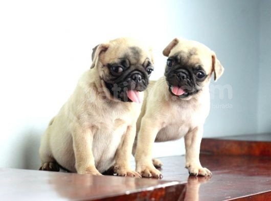 Pug Yavruları görsel