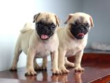 Pug Yavruları