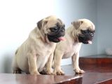 Pug Yavruları