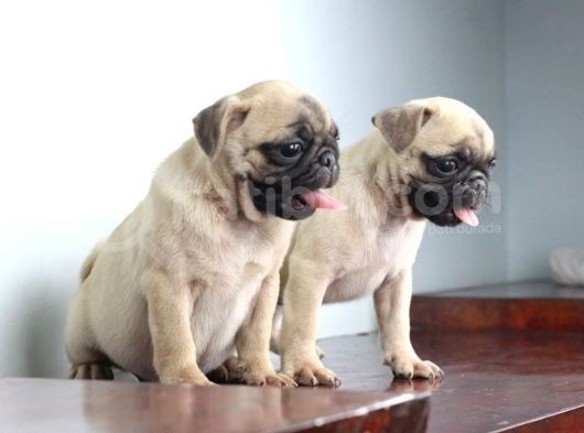 Pug Yavruları görsel