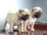 Pug Yavruları