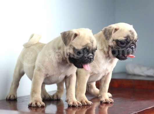 Pug Yavruları görsel