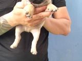 Pug Yavruları